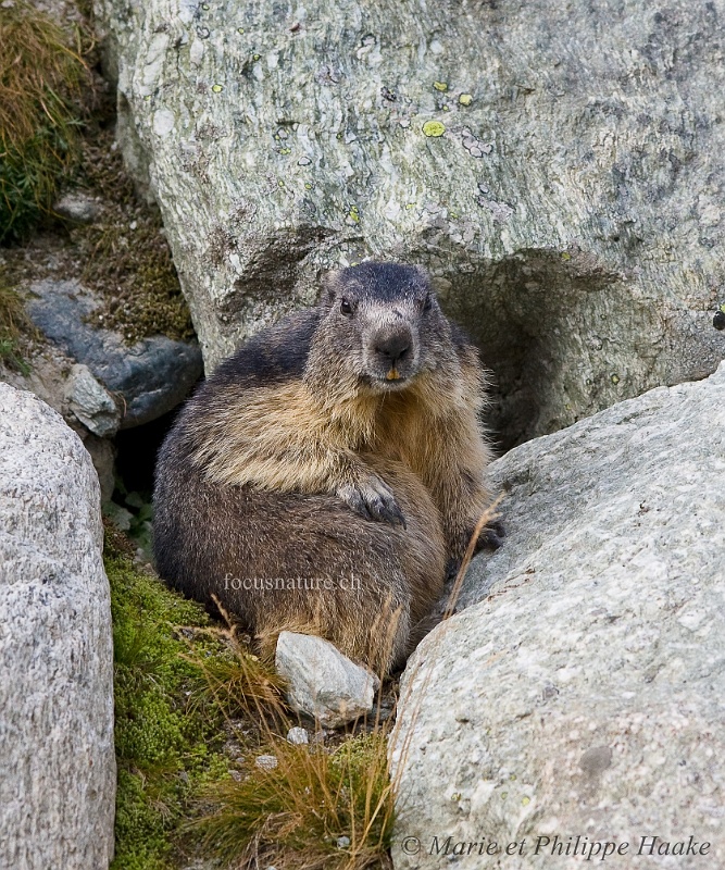Marmotte 4744_wm.jpg - Petite pause dans la séance de toilettage, avec une patte sur un ventre bien rempli! (Grimentz, Valais, Suisse, septembre 2009)